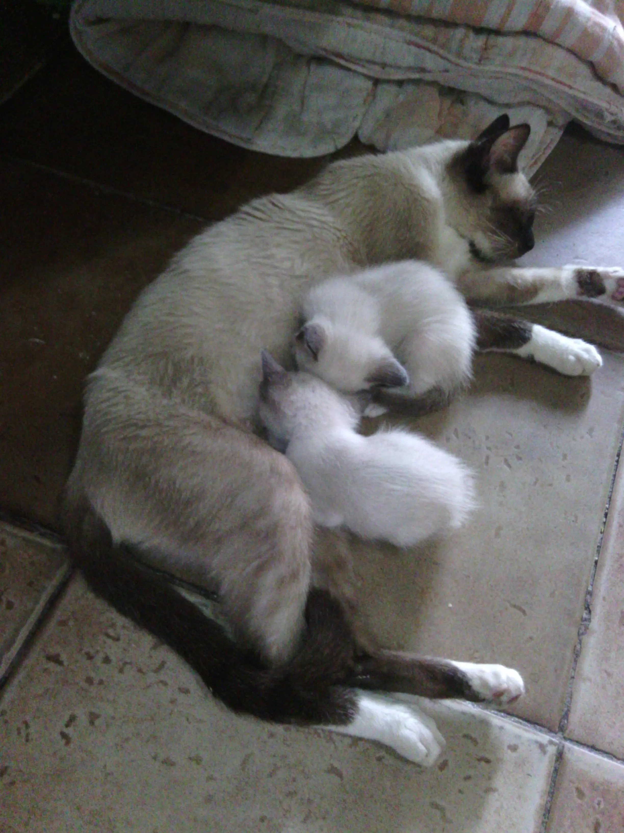 Y si hacemos top a mi gato ario masterace?