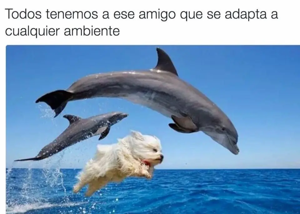 taringa
