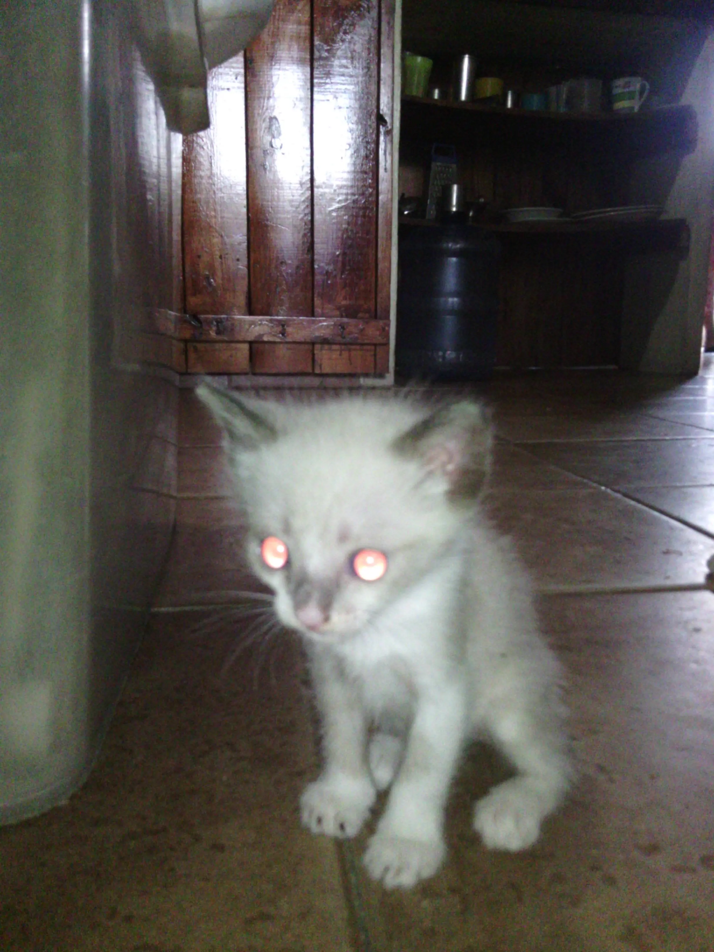 gato