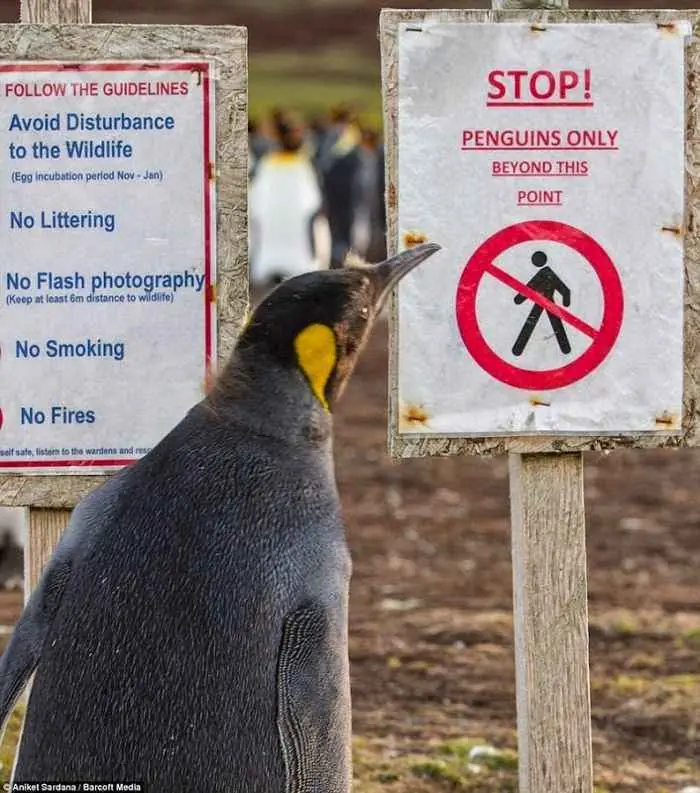 Los pingüinos no activan minas