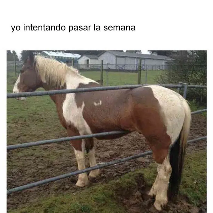 imagenes