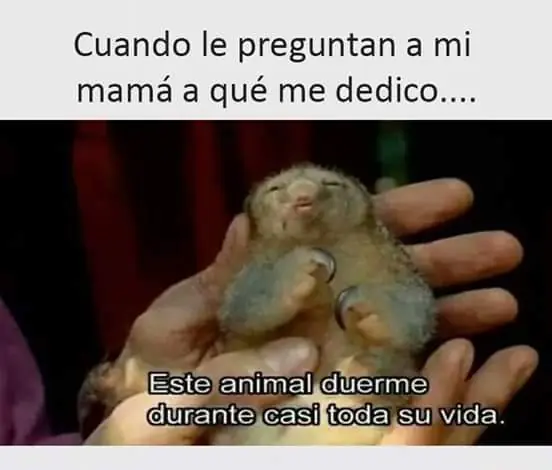 memes