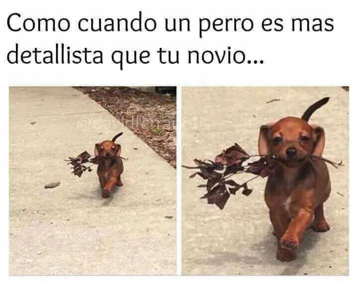 memes