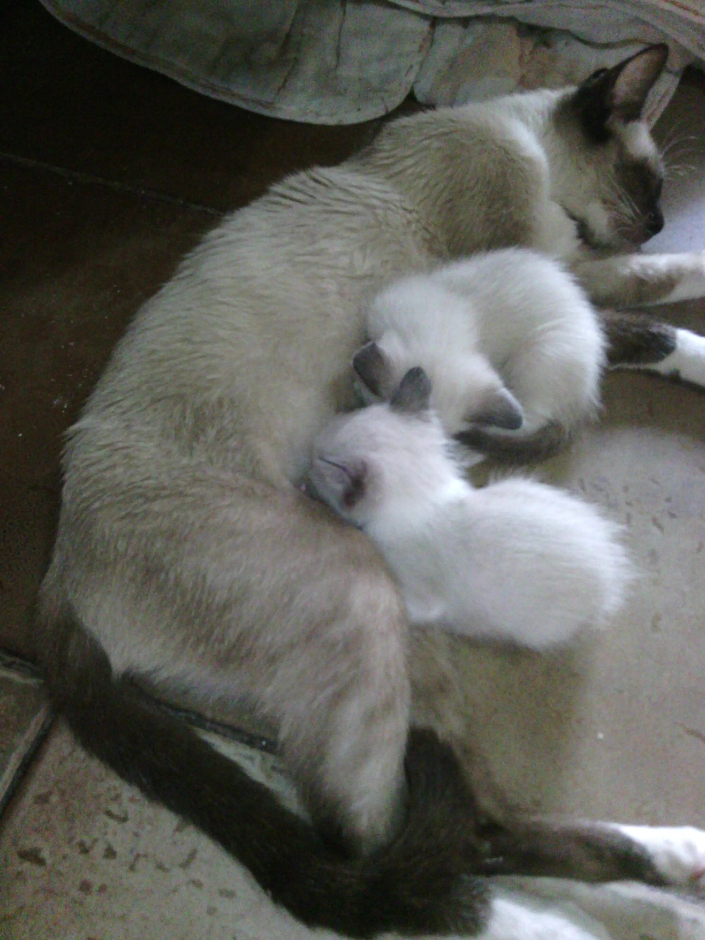 blanco