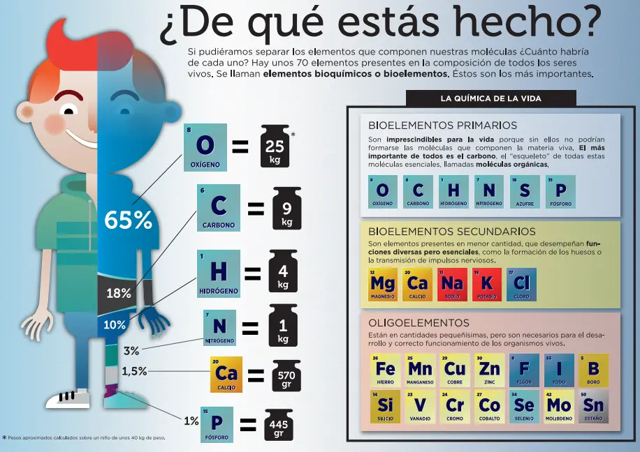 el carbono en los seres vivos