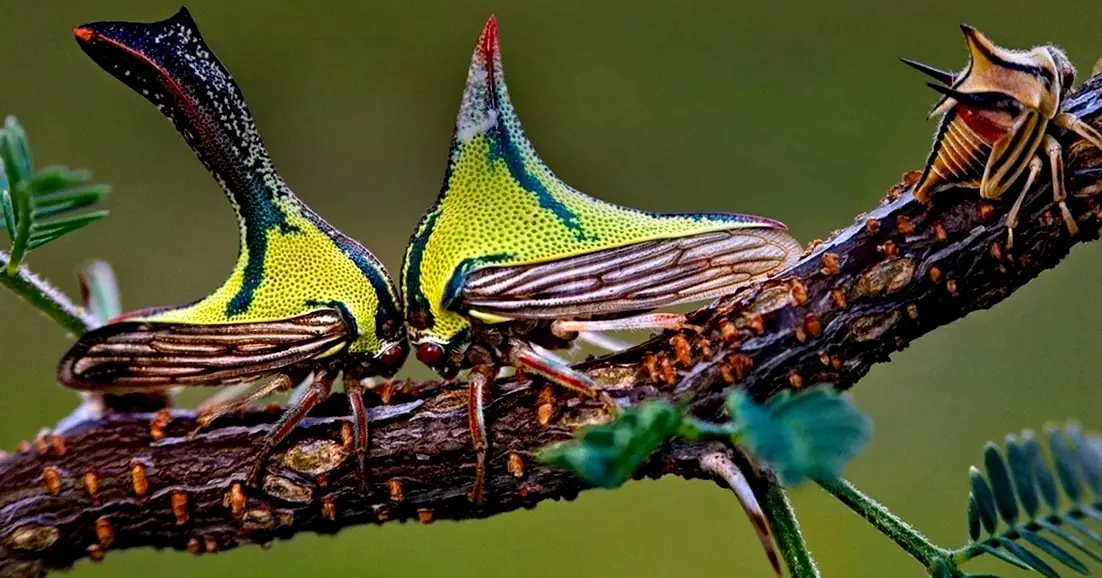 Los Animales Mas Raros del Mundo