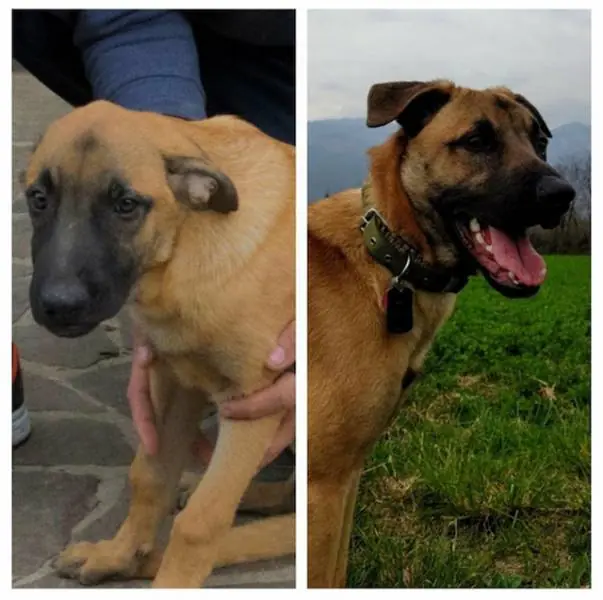 La diferencia de las mascotas antes y después de la adopción