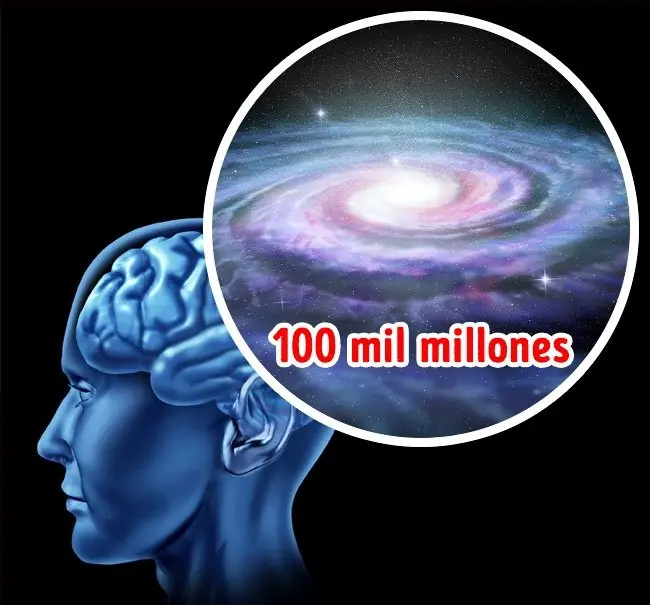 8 Pruebas de que nuestro cuerpo es una máquina perfecta