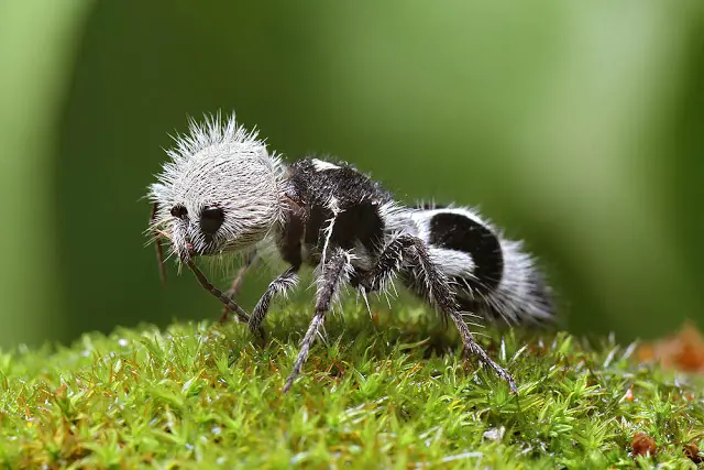 Rata topo lampina