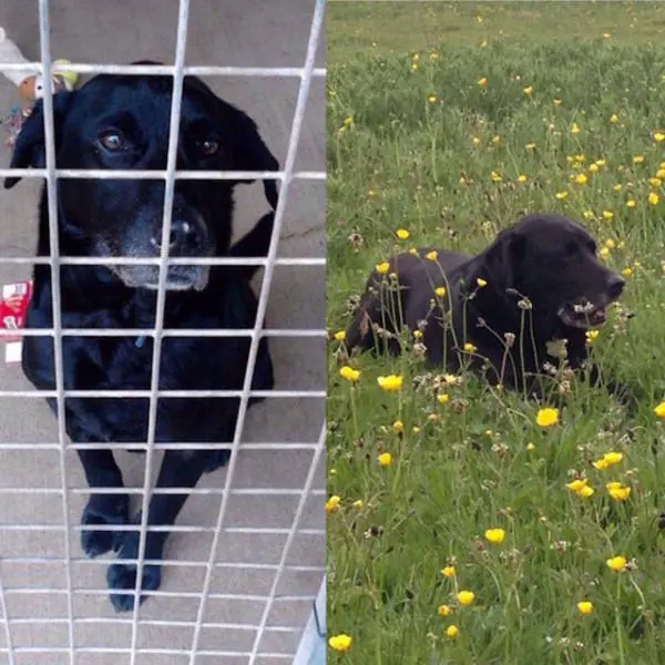 La diferencia de las mascotas antes y después de la adopción