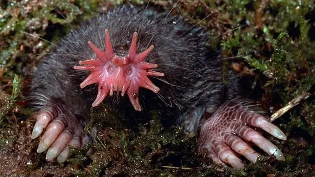 Los Animales Mas Raros del Mundo