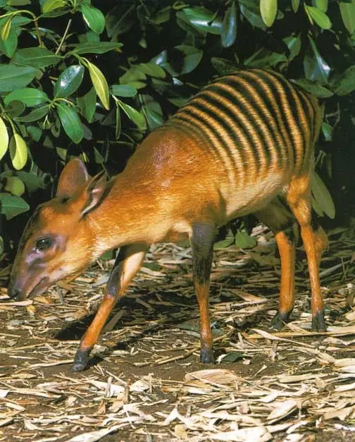 Los animales más extraños e impactantes.