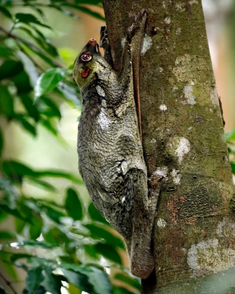 Rata topo lampina