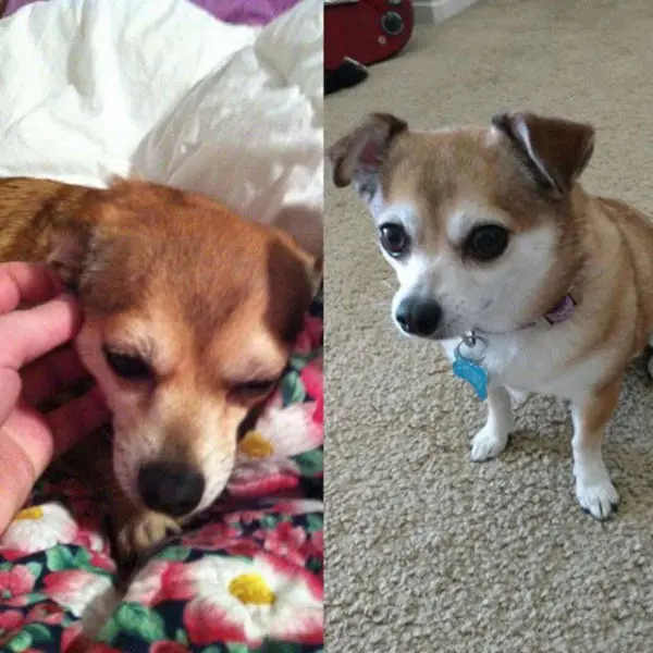 La diferencia de las mascotas antes y después de la adopción