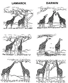 evolucion