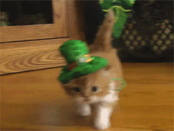 gifs de gatos muy tiernos en épicas batallas