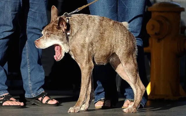 perro