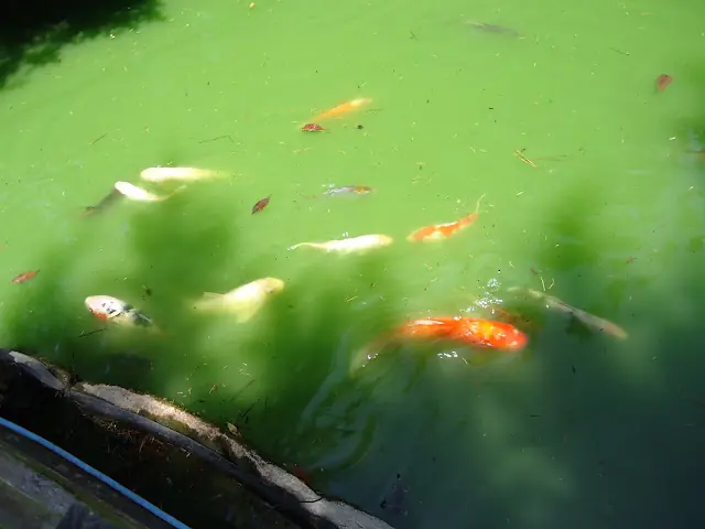 Parque Mizujo. (Colonia Urquiza) La Plata