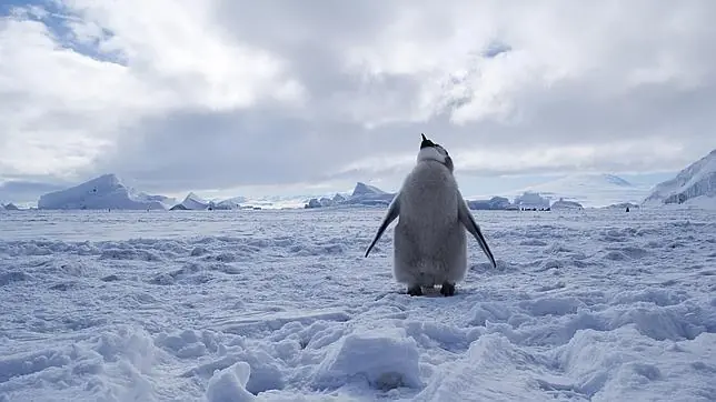Diferencias entre el Artico y el Antartico Diferencias entre el Artico y el Antartico