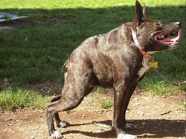 Quasimodo