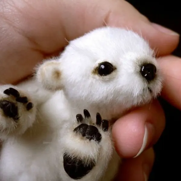 animalitos