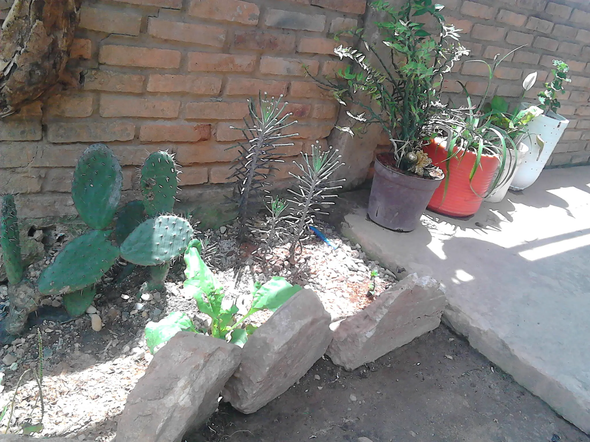 comida