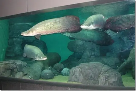 Los Peces fosiles vivientes