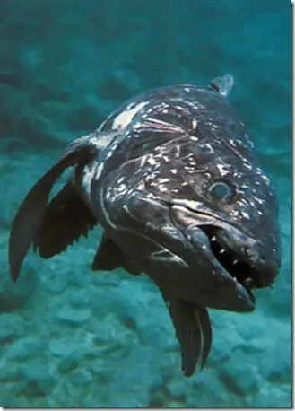 Los Peces fosiles vivientes