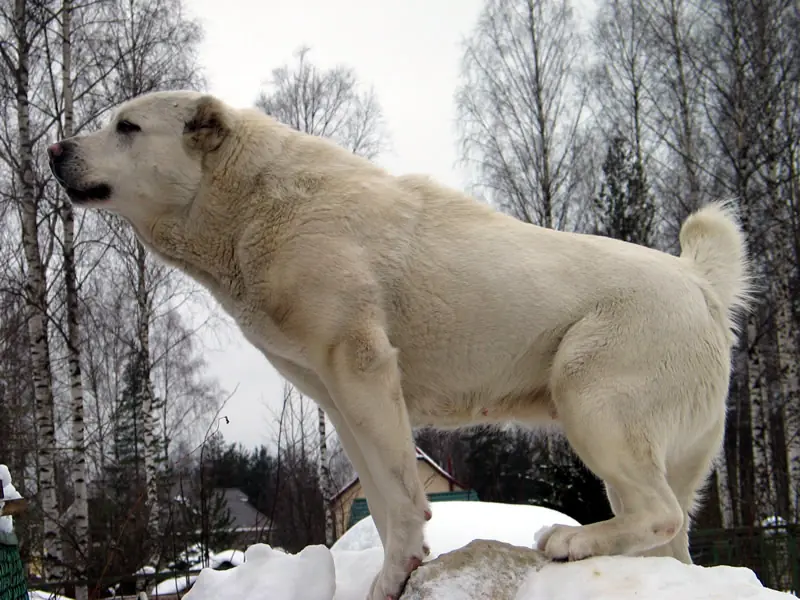 Rusia