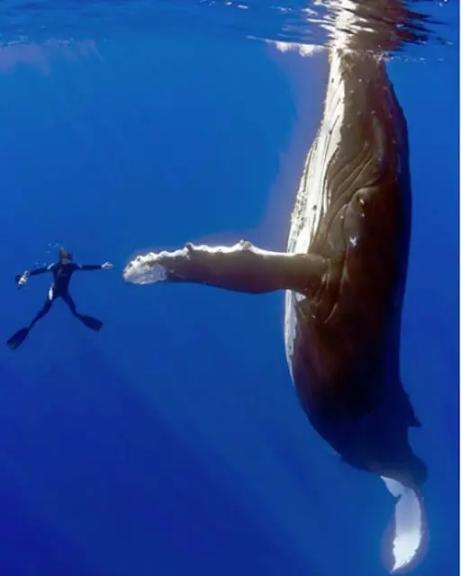momento