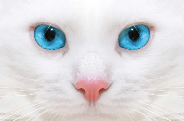 Ojos