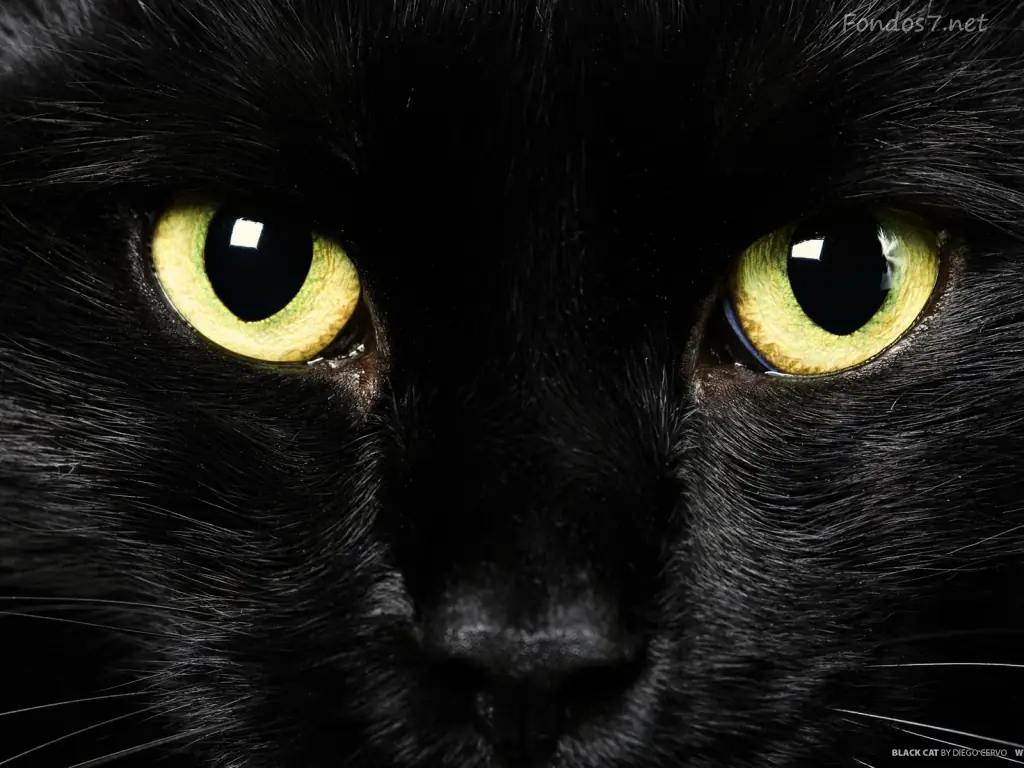 gatos