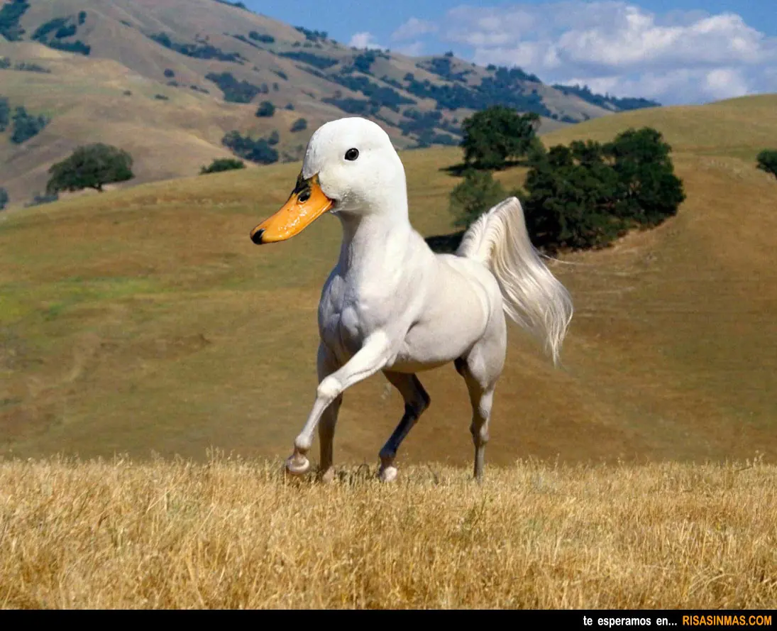 Curiosidades sobre los Patos