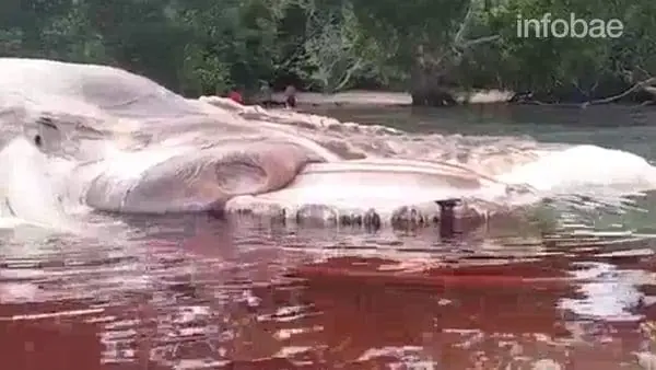 Gigantesca criatura marina fue hallada en Indonesia