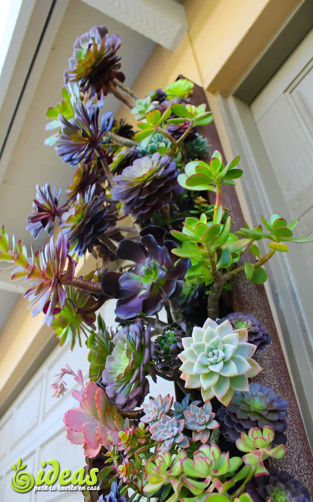 cactus cactus