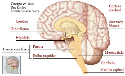 sistema nervioso