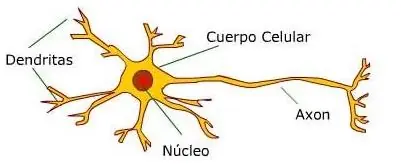 sistema nervioso