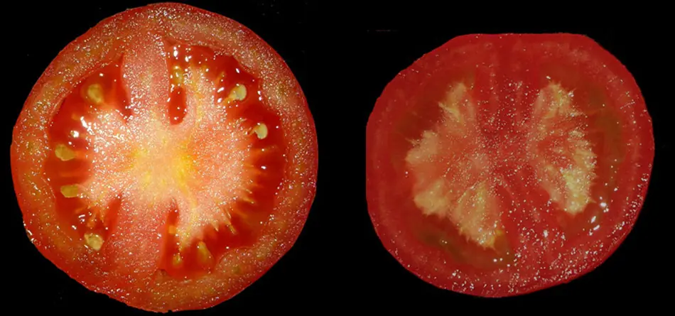 Transgenicos