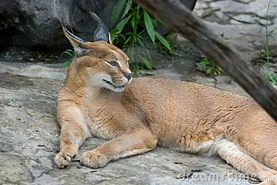 El Caracal un gato salvaje con mucho vuelo - Lince