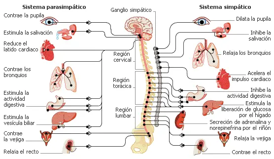 neurona