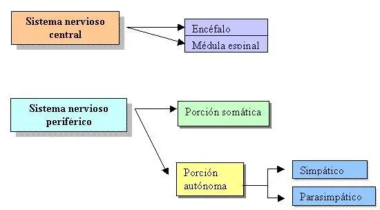 sinapsis