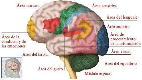 Neurona y Sistema Nervioso