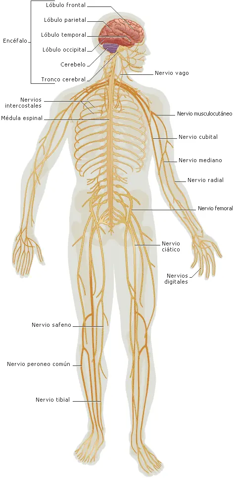 neurona