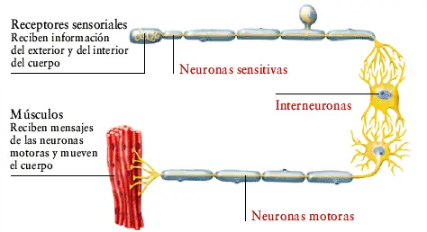 neurona