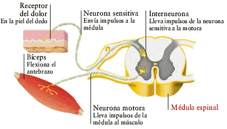 sistema nervioso