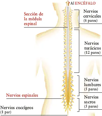 medicina