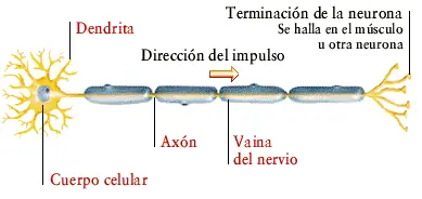 medicina