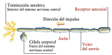 Neurona y Sistema Nervioso