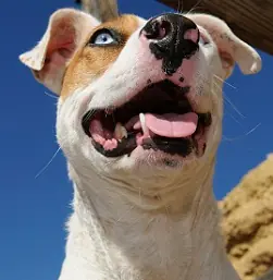 ¿Por qué los pitbull son un peligro?