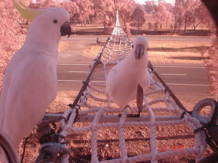 25 puentes y cruces para animales que salvan a millones...